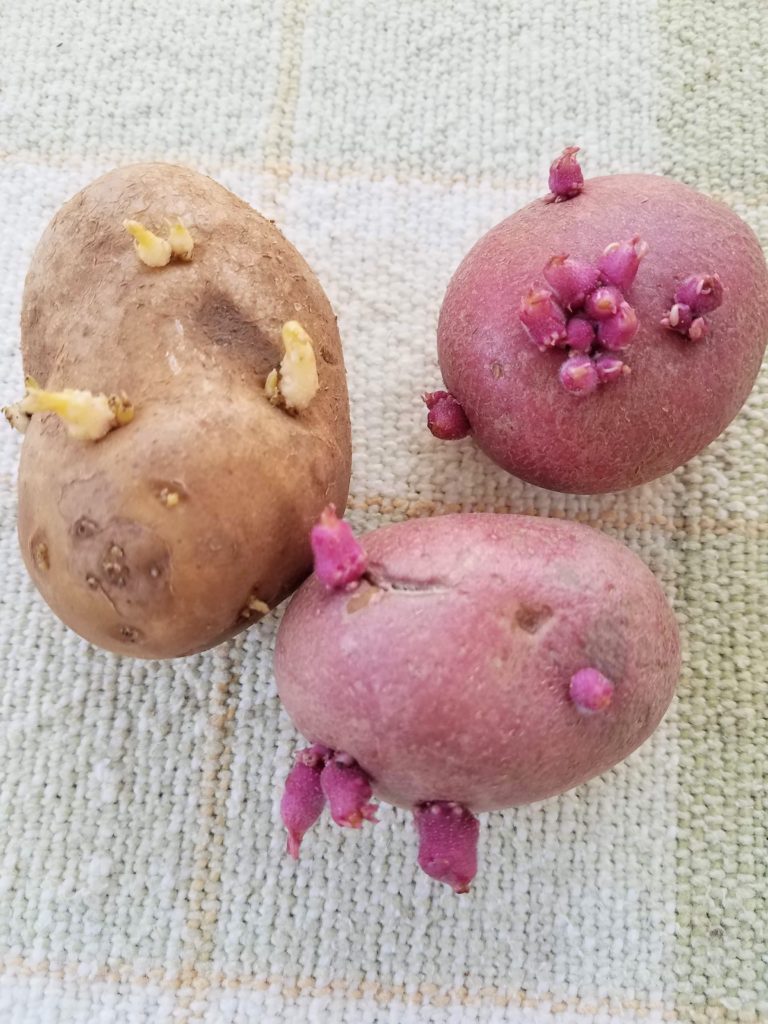 Sprouting potatoes/tidybrownwren.com