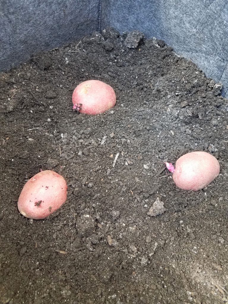 Planting potatoes/tidybrownwren.com