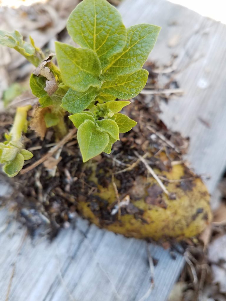 Growing potatoes/tidybrownwren.com