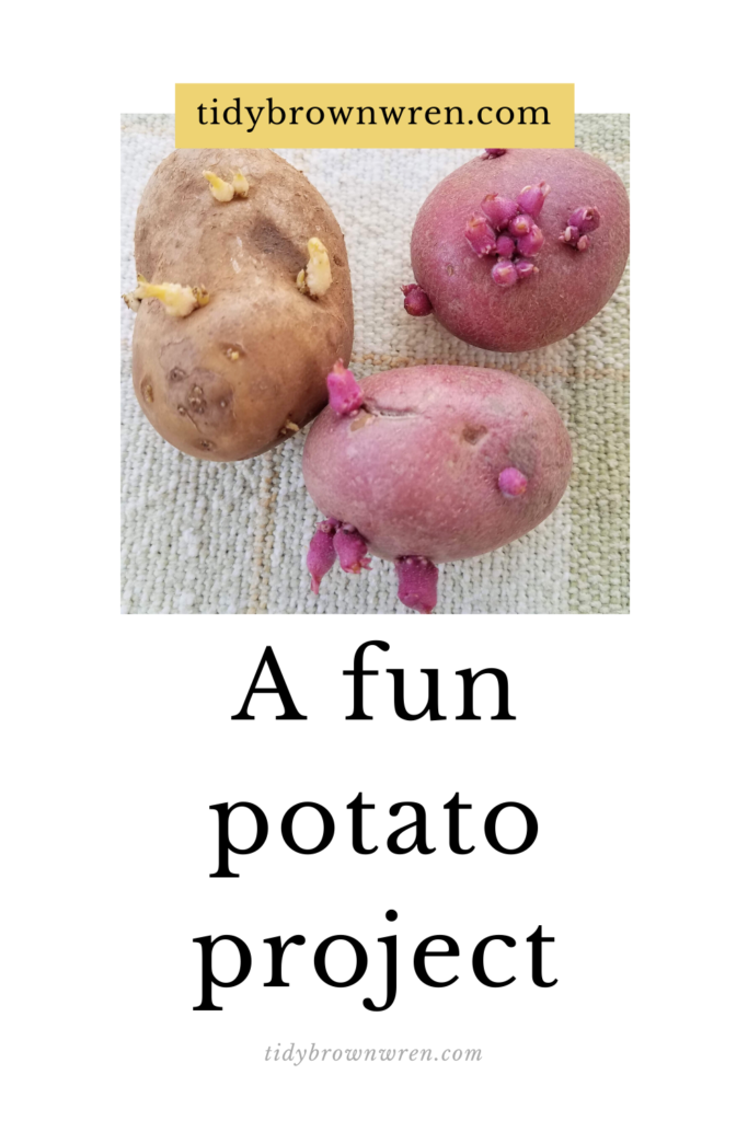 A fun potato project/tidybrownwren.com