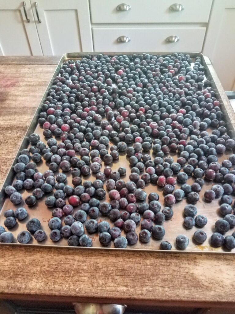 Blueberries ready to freeze/tidybrownwren.com