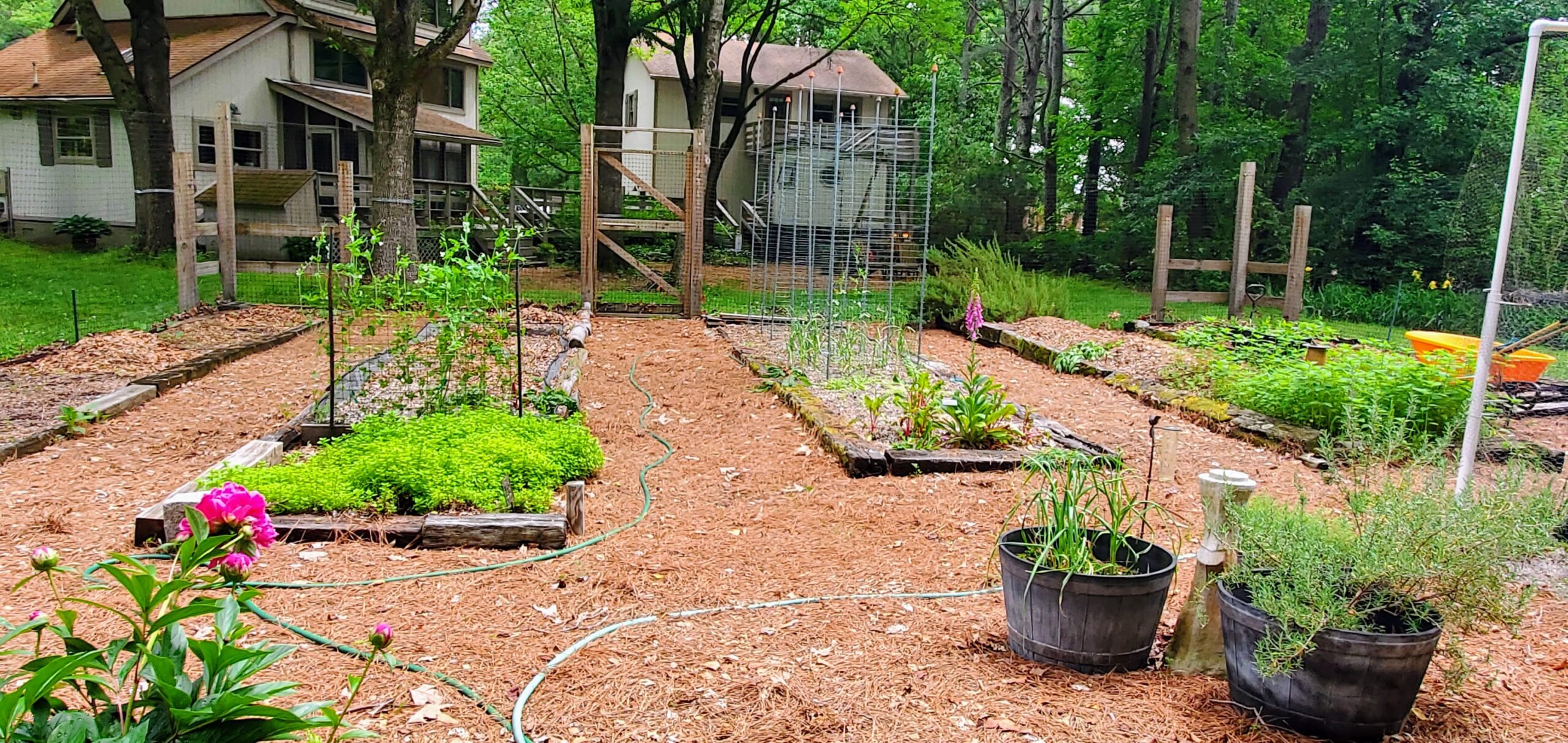 May veggie garden